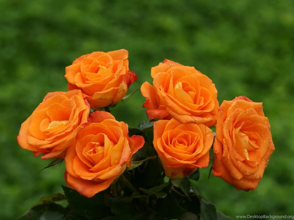 Orange Rose Wallpapers Desktop