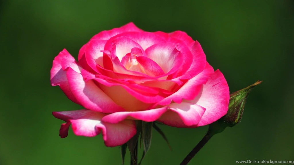 Flower Wallpapers Beautiful Wallpapers Wallpapers Flower Grass ...