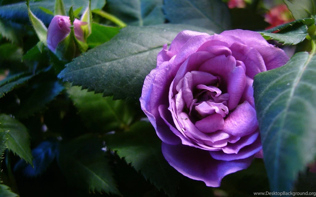 Purple Rose HD Wallpapers widescreen desktop.jpg