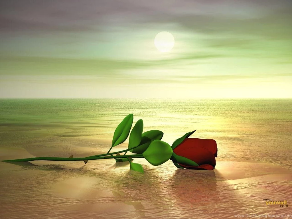 YouWall   Rose Wallpapers   Wallpaper,wallpapers,free Wallpapers ...