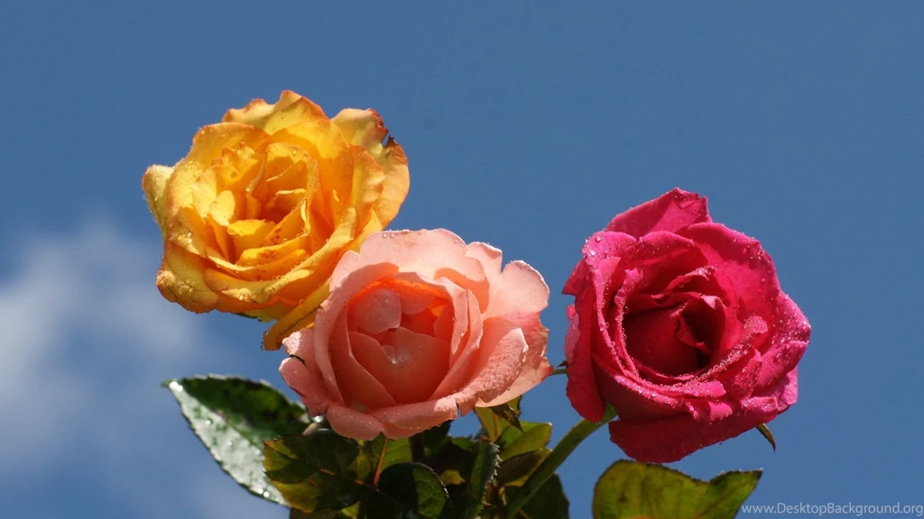 Colorful Rose Desktop Wallpaper, Colorful Rose Pictures