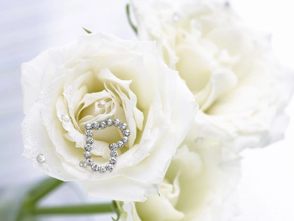 White Rose Wallpapers