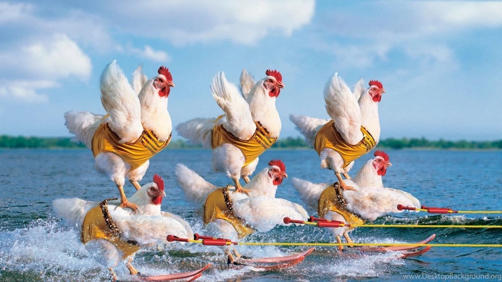 Download Wallpapers 1366x768 Competition, Chicken, Sea, Water ...