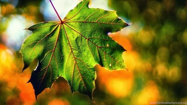 Bokeh Maple Leaf