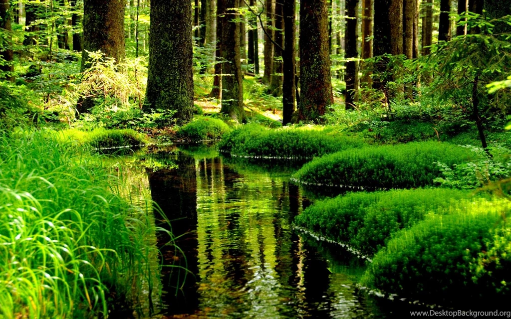 Pond Desktop Wallpaper, Pond Images Free