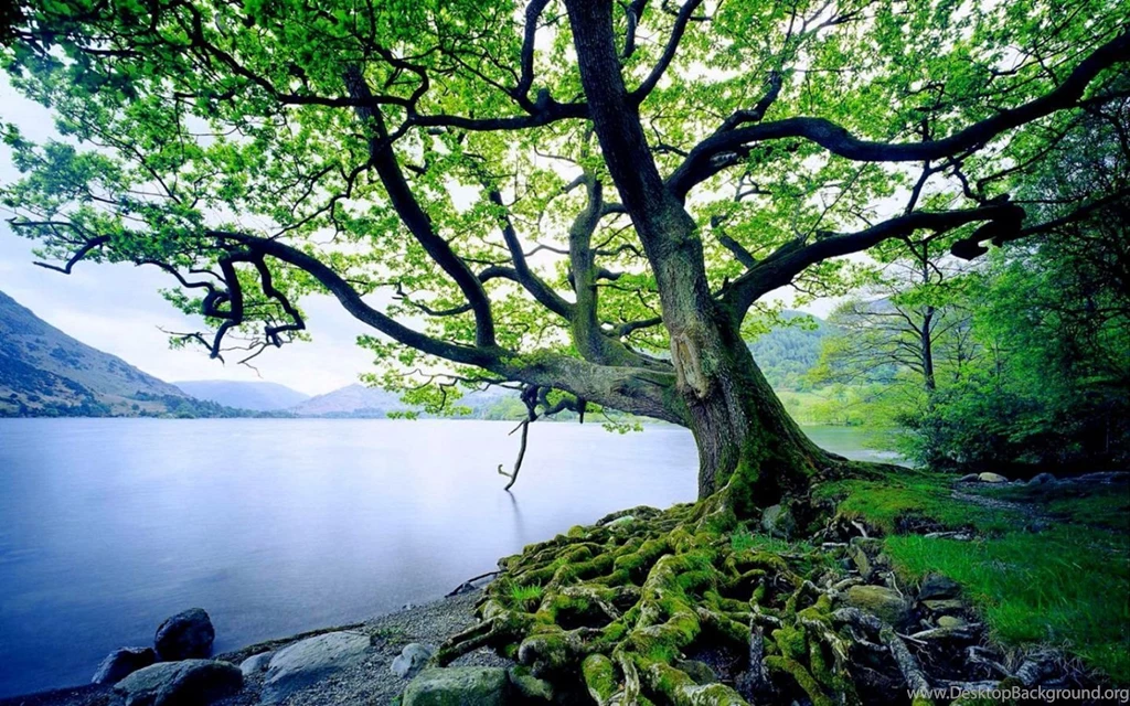Best Tree Backgrounds