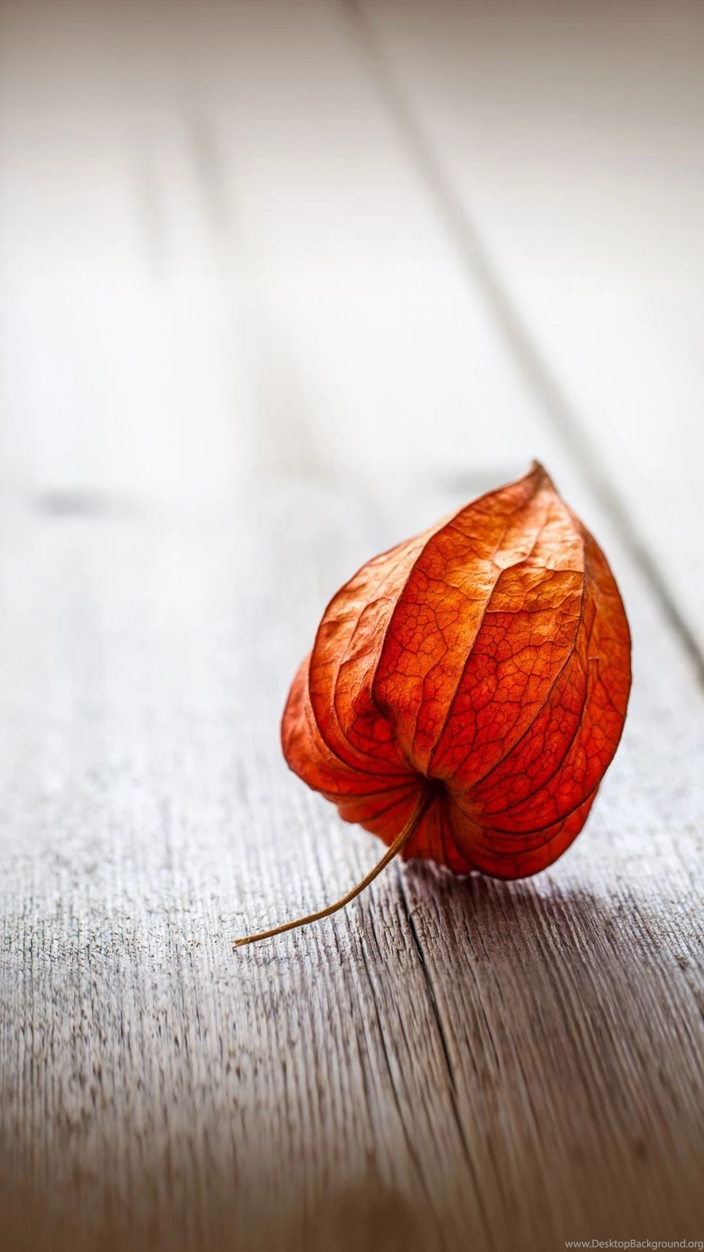 Fruit Seeds Full Hd 1920x1080 Wallpapers Android Wallpapers Free ...