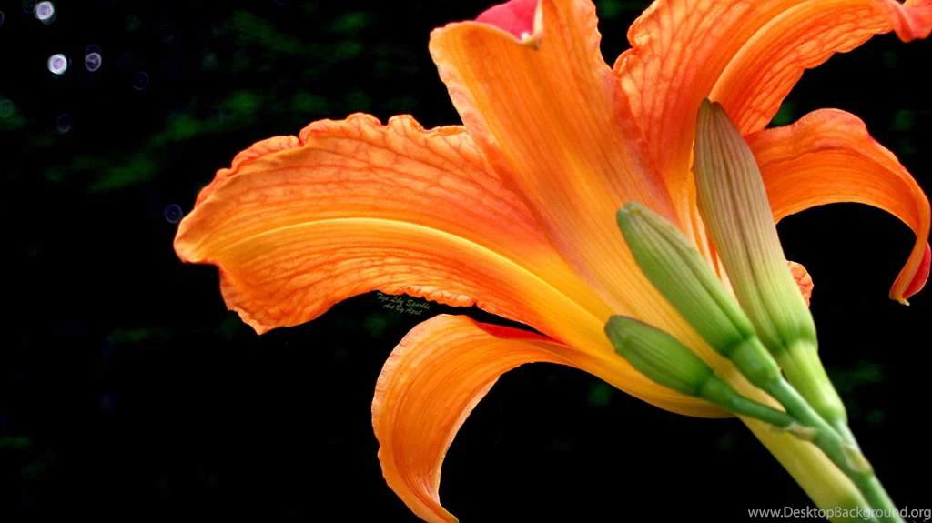 Tiger Lily HD Wallpapers, Tiger Lily Pictures Free, New Wallpapers
