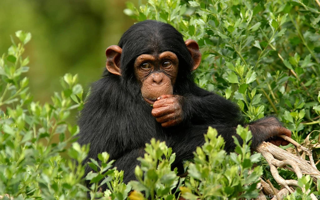 Top Monkey Desktop Wallpaper Images For Pinterest