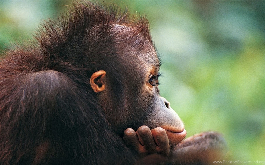 Funny Monkey HD Wallpaper, Funny Monkey Images, New Wallpapers