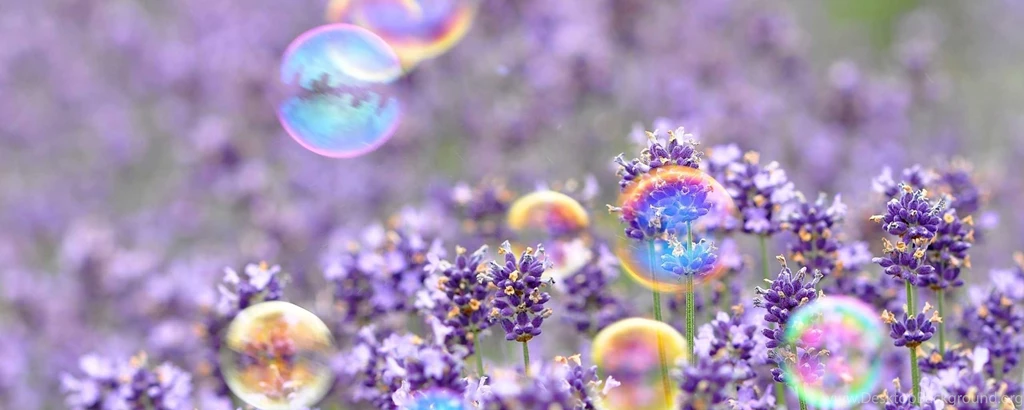 Colorful balloons above the field with flowers 2560x1024.jpg