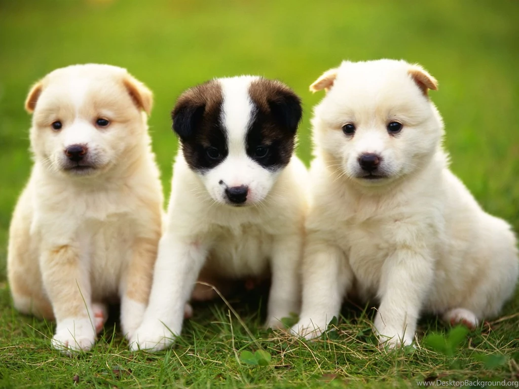 Puppies Wallpapers High Quality