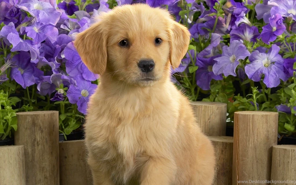 Cute Golden Retriever Puppies Wide HD Wallpapers For Desktop ...