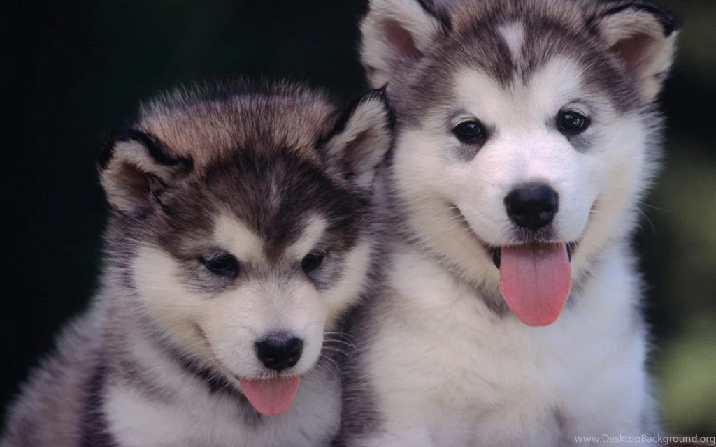 Alaskan Malamute Puppies HD Wallpaper.jpg