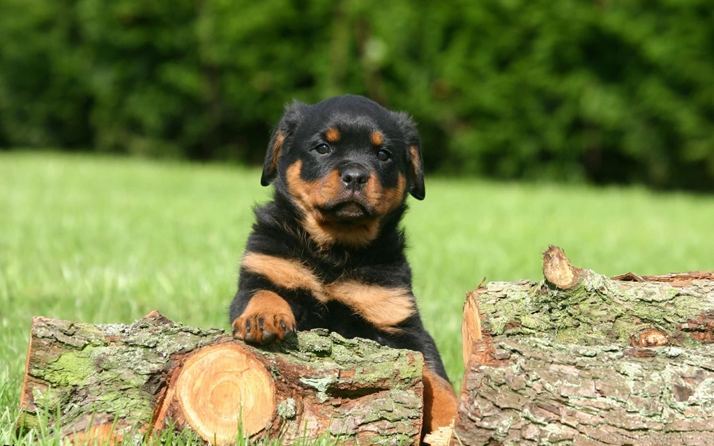 Top Rottweiler Puppy Animals Images For Pinterest