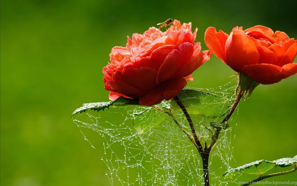 Hd Wallpapers Download For PC HD Wallpapers Lovely