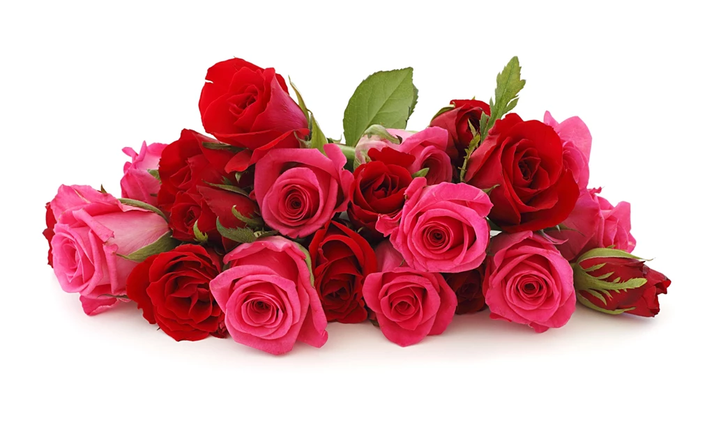 Rose Images