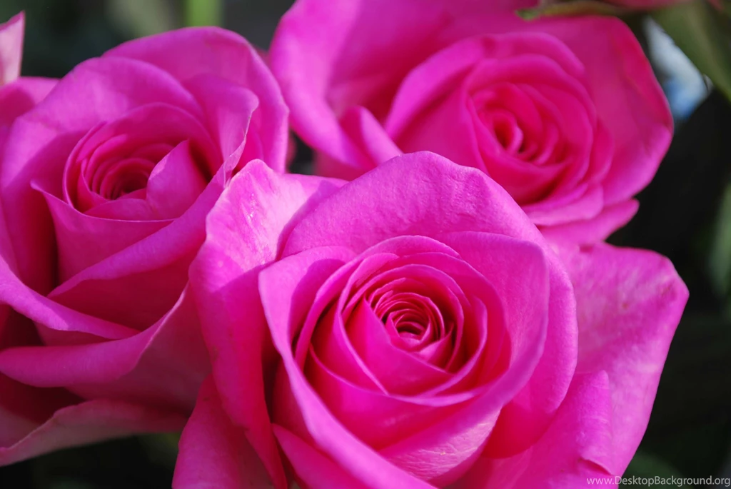 Pink flower rose hd wallpaper background laptop HD Widescreen ...