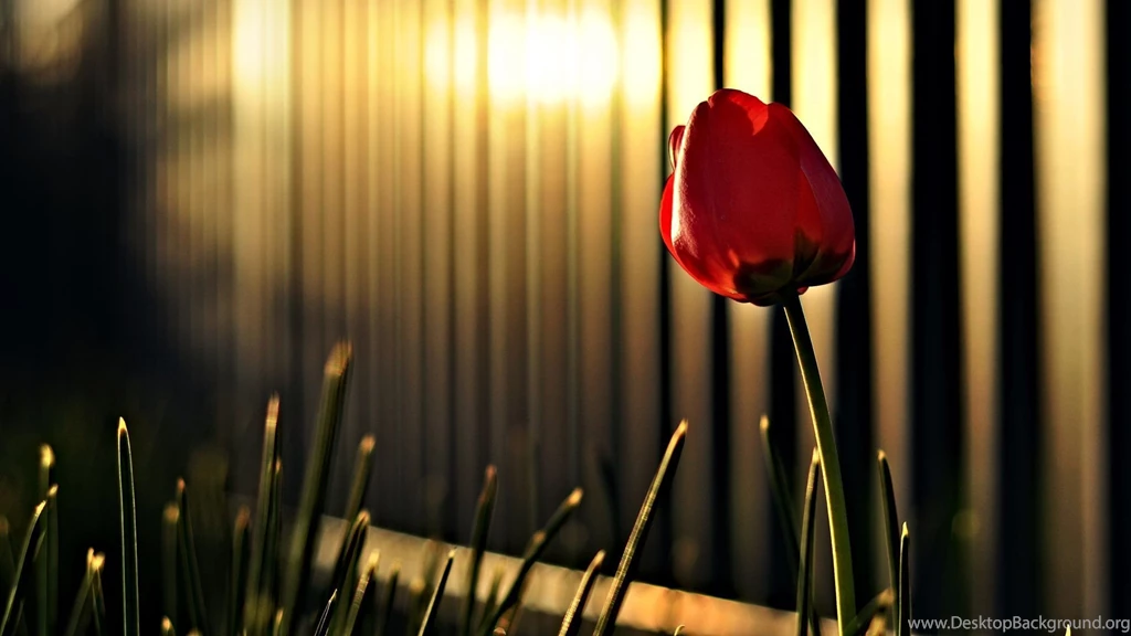 Beautiful Flowers Wallpapers HD Pictures
