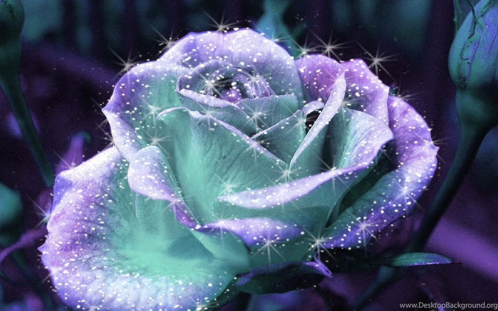 Rose Flower Images Page 2