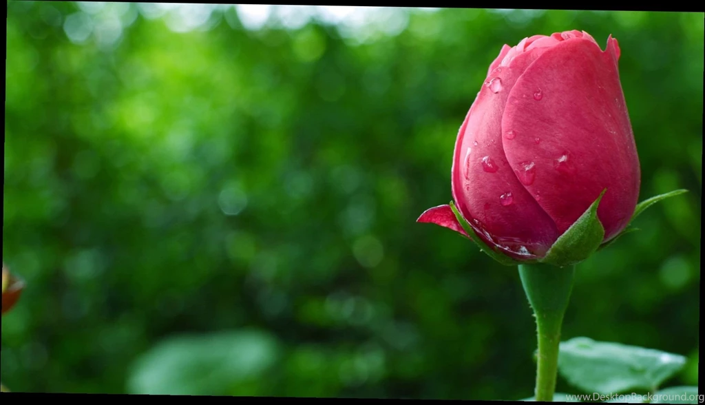 Hd Wallpapers Flowers Rose 4 Items