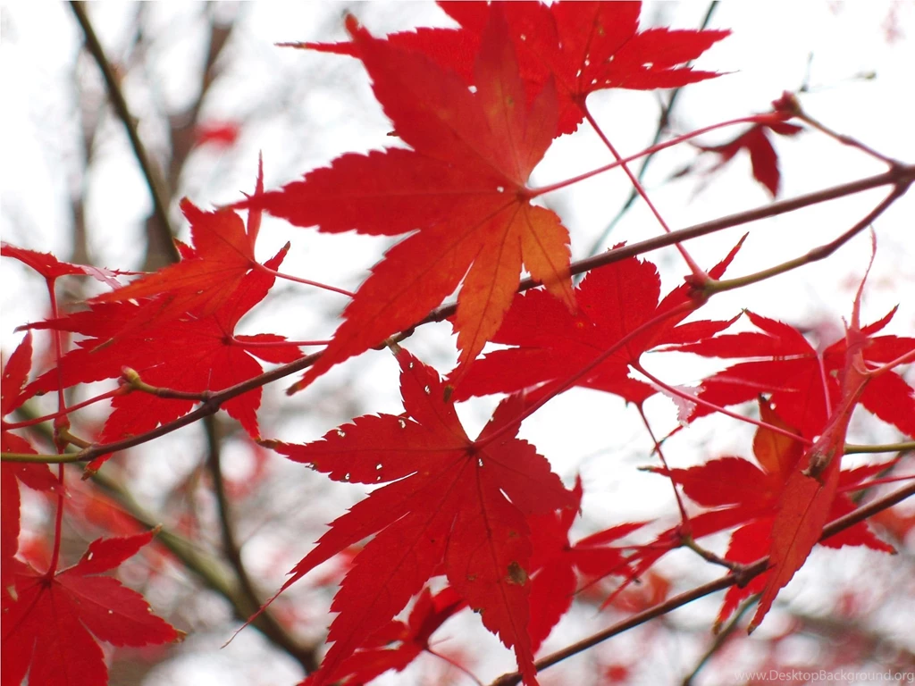 Top Autumn Canadian Maple Leaf Images For Pinterest