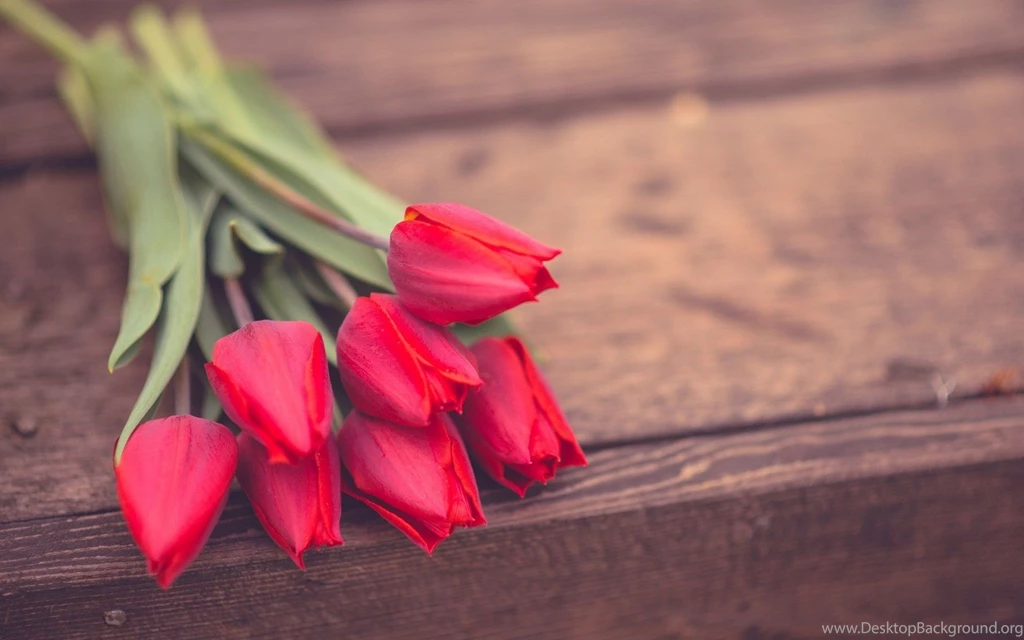 Flower Flowers Roses Pink Rose Flower Backgrounds Wallpapers ...