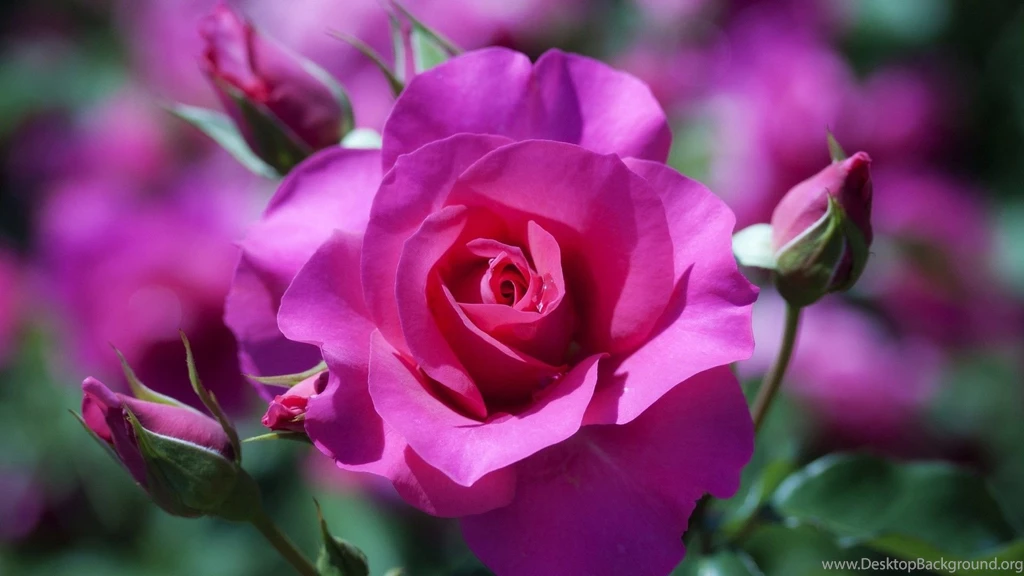 Flower wallpapers flowers pink wallpapers rose wallpaper wallpaper 38256.jpg
