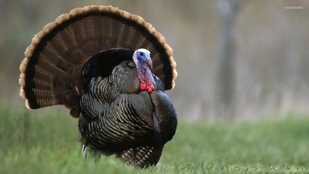 Turkey Desktop Wallpapers