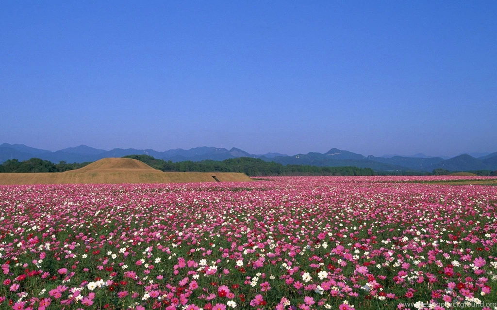 Wild, Flower, Wallpapers (