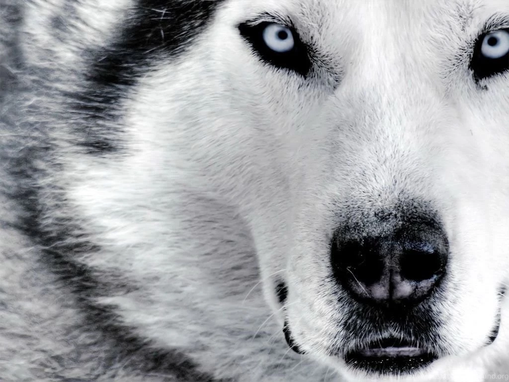 Wolf Wallpapers Wild Wolf Animal Wallpapers Gallery