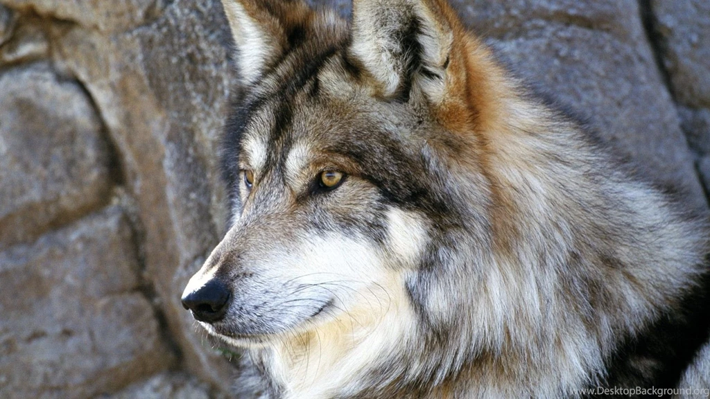 Wolf Image