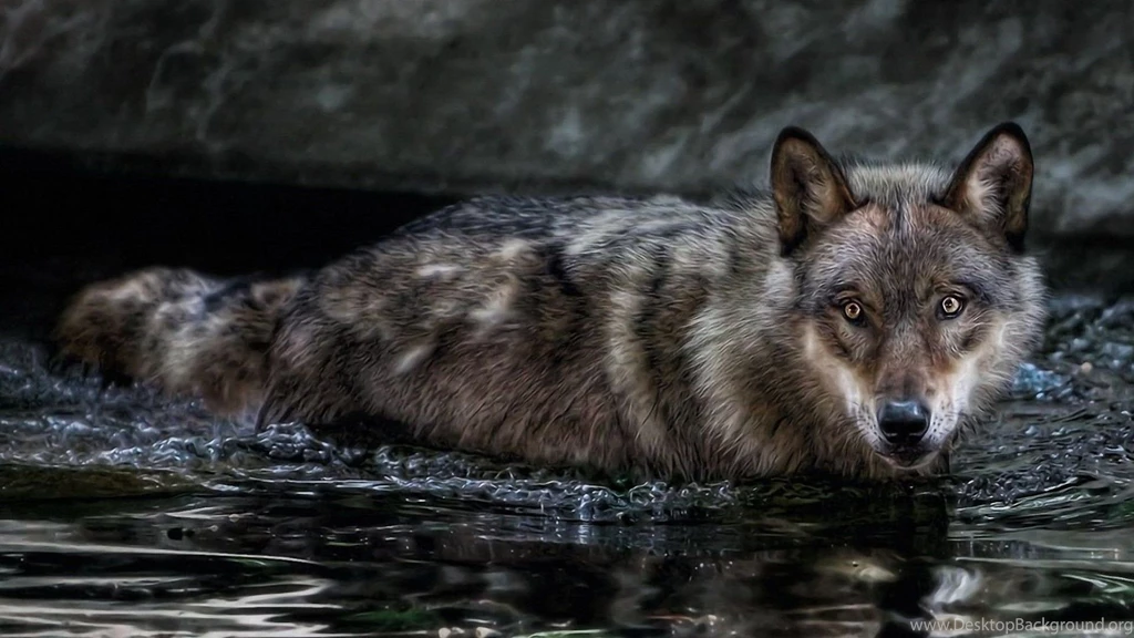Download Wallpapers 1920x1080 Wolf, Water, Swim, Hunt, Look ...