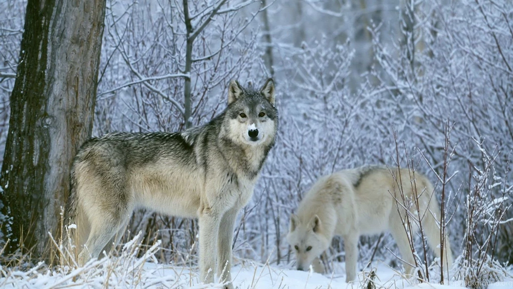 Wolf Wallpapers 1920x1080