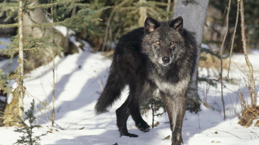 Black Wolf Wallpapers High Quality