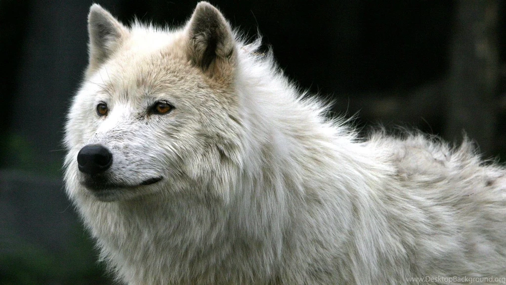 Page 3: Full HD 1080p Wolf Wallpapers HD, Desktop Backgrounds ...