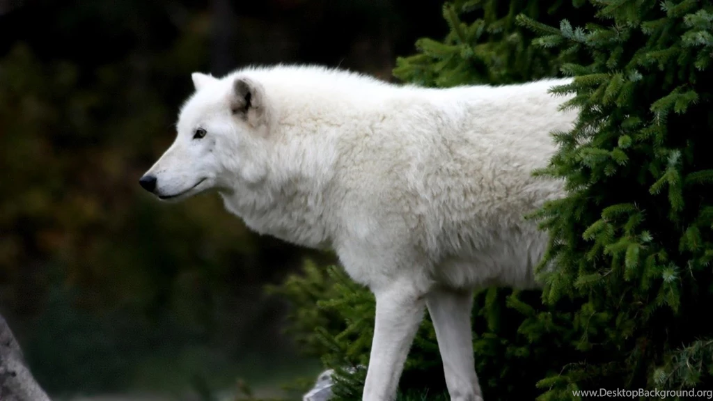 Top Wolf Desktop Wallpapers Hd 1080p Images For Pinterest