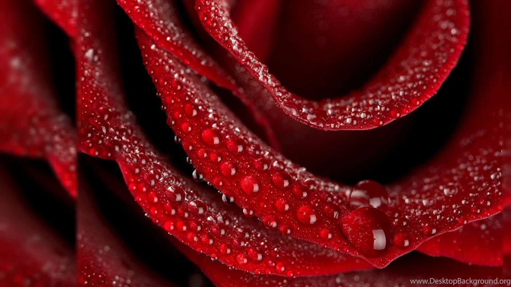 Roses Wallpapers For Desktop