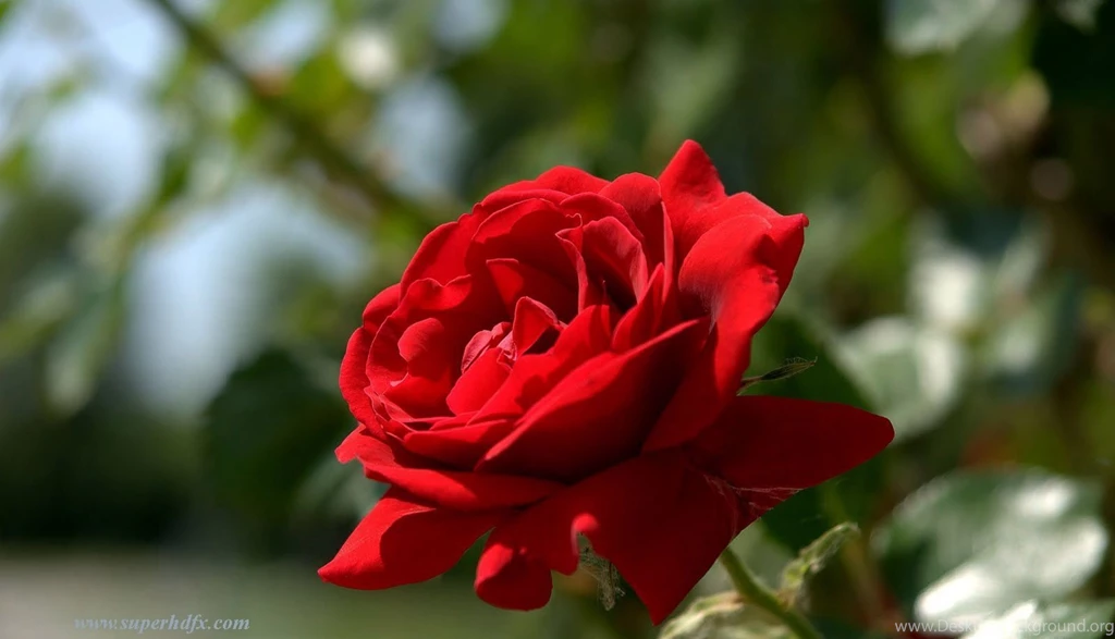 Red Roses Hd Images SUPERHDFX