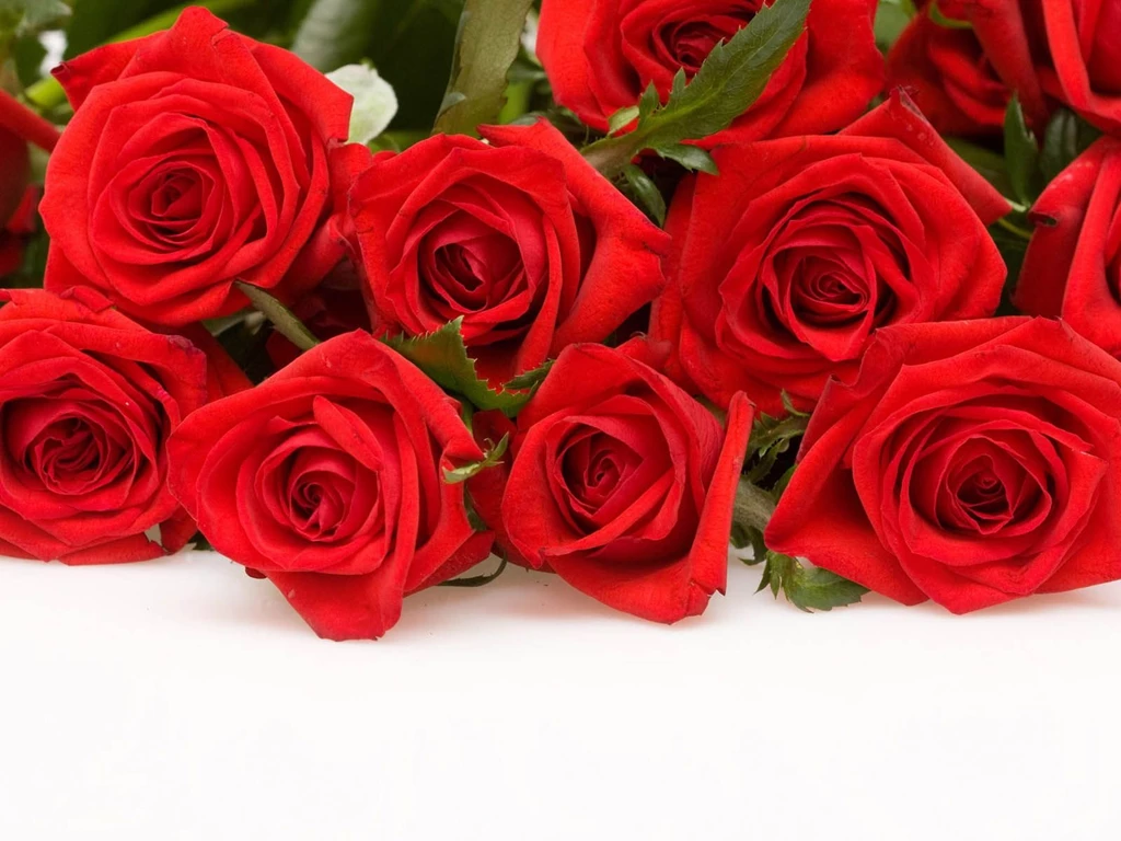 Explore Trends: Rose Wallpapers