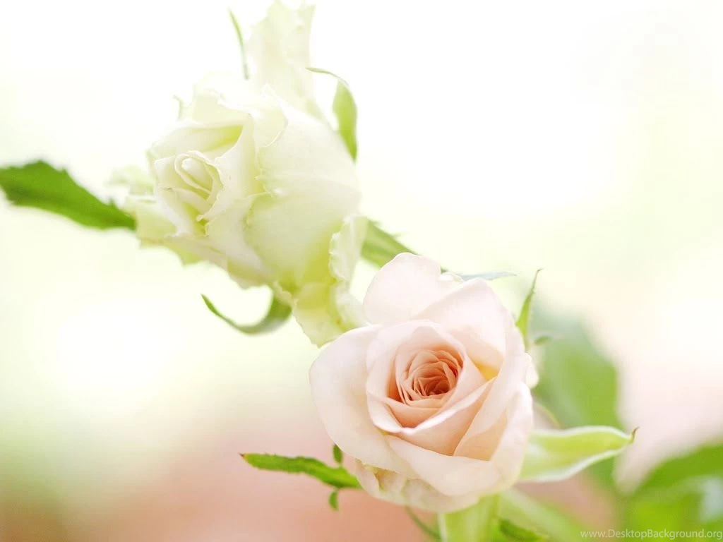 Flowers For Flower Lovers.: White Rose Desktop Hd Wallpapers.