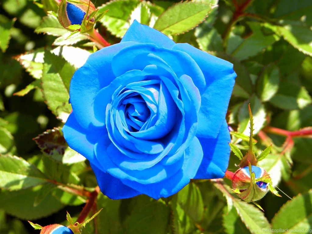 Blue Rose Desktop HD (high Defination) Wallpapers