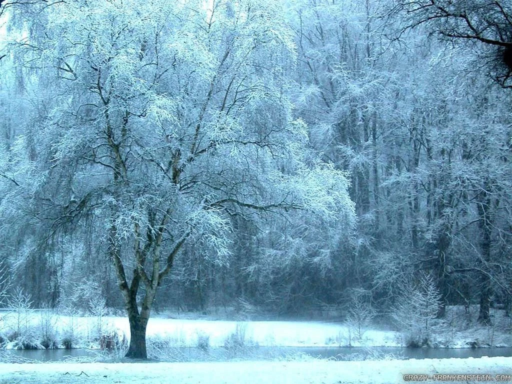 Winter Nature Wallpapers 2 Crazy Frankenstein