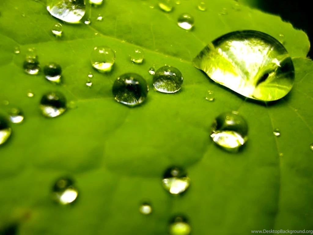 Nature Green Home Photo Backgrounds