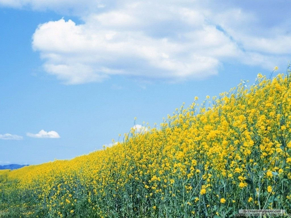 Flowers Wallpapers 23525