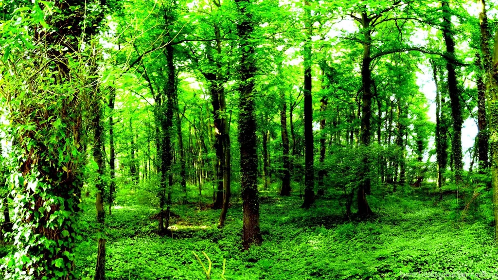 Green Forest Wallpapers