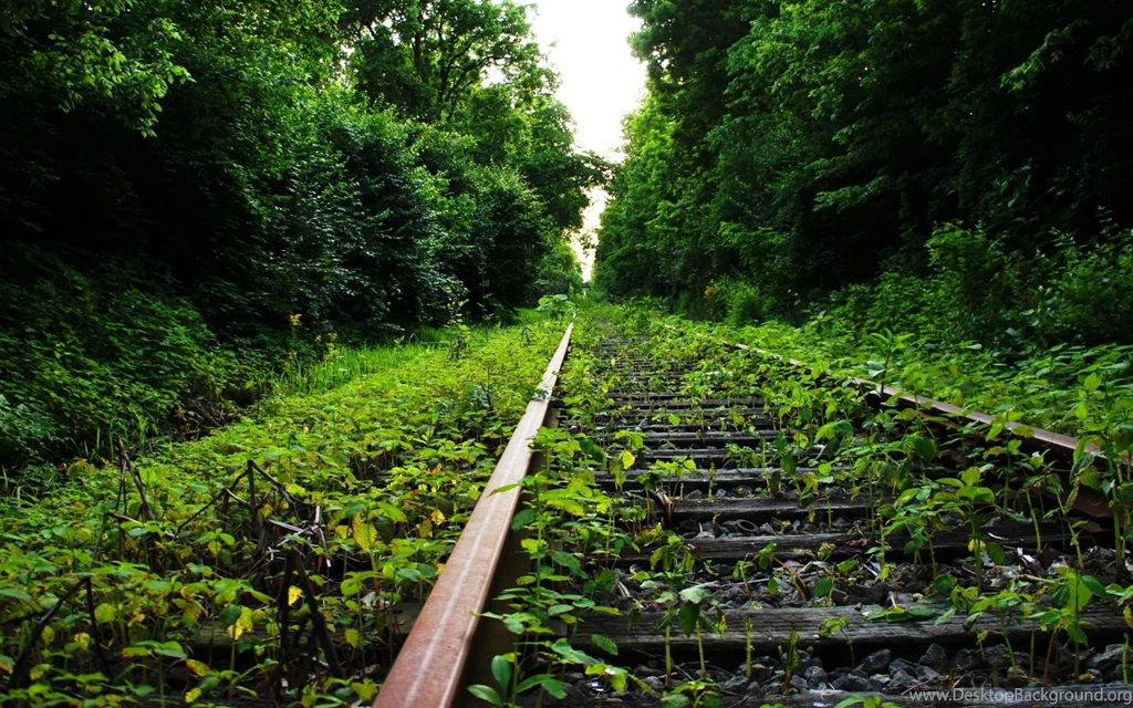 Green Forest Mac Wallpapers Download