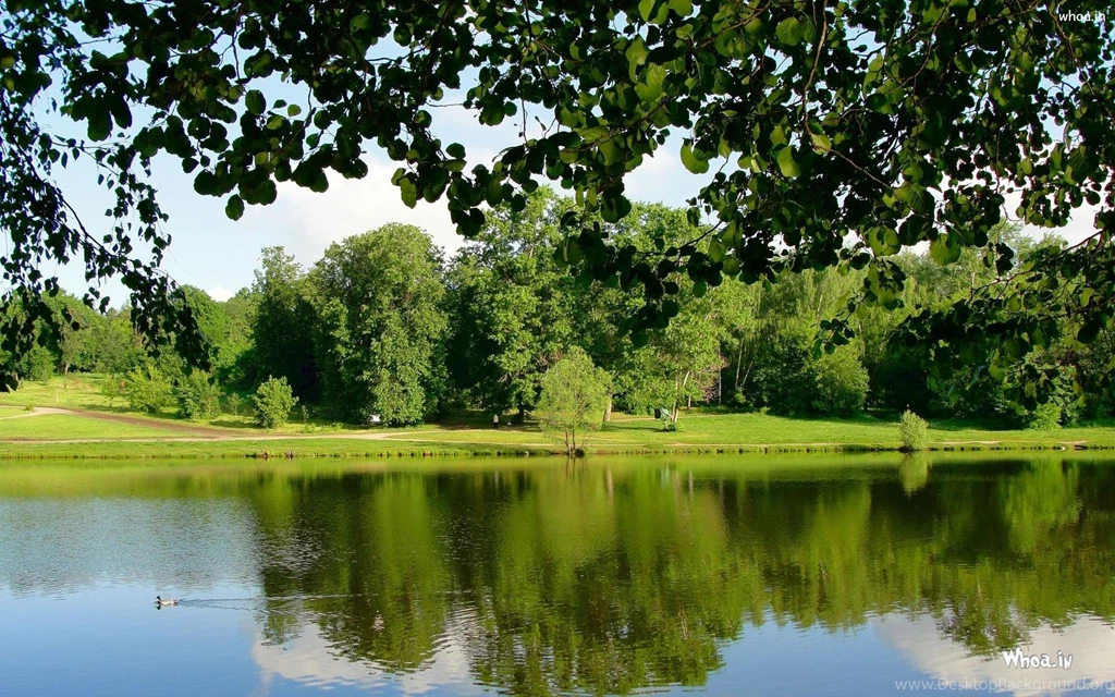Natural forest hd 1080p x 720p desktop wallpapers