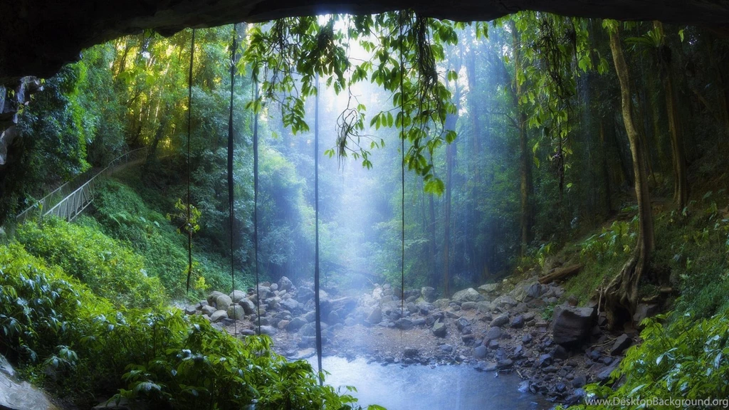Rain Forest Wallpapers