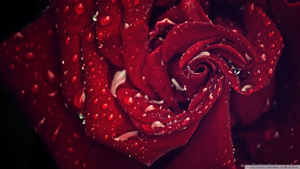 Love Flower Wallpapers 1080p HD